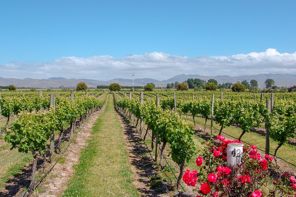 Australien vineyard-4081322_1920