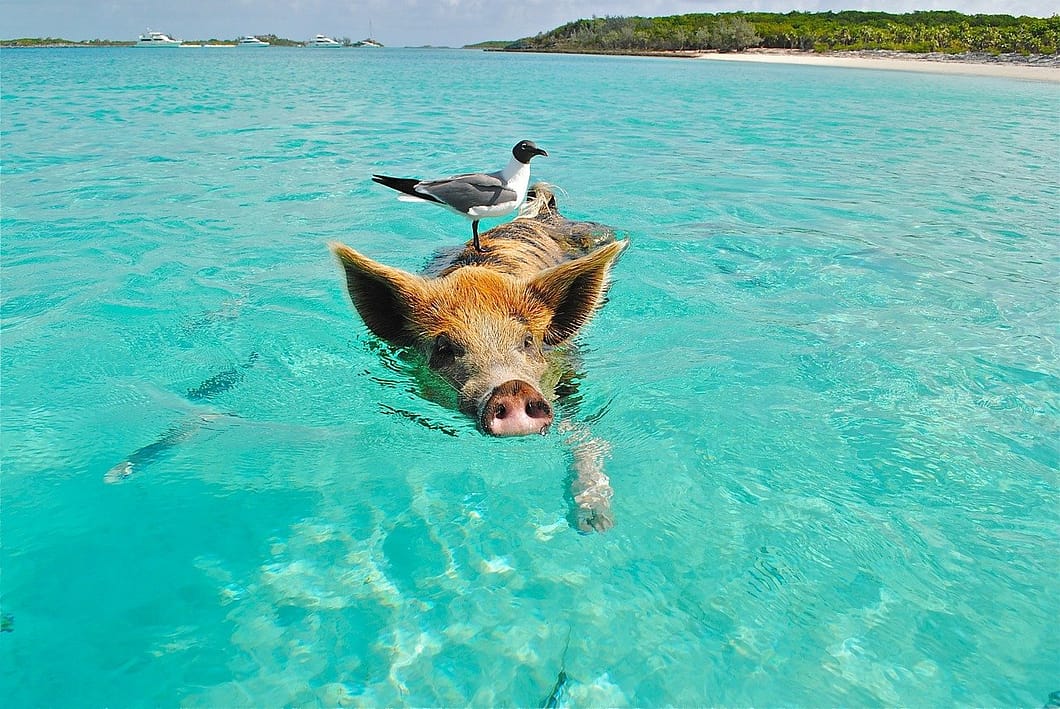 bahamas-offshore-banking