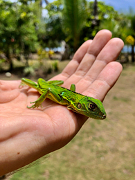 costa rica auswandern 2