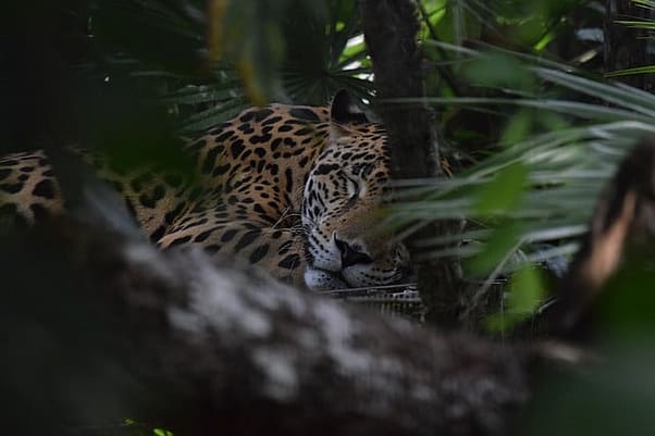 ibc-in-belize-gruenden