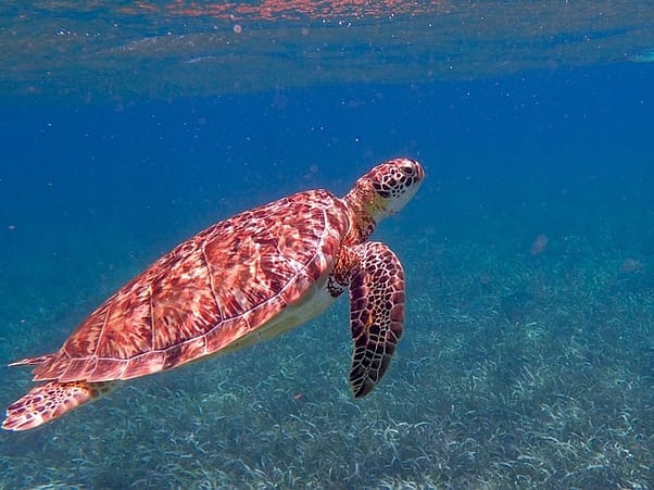 belize-wohnsitz