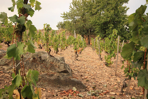 Herkunft Investment-Grade-Weine