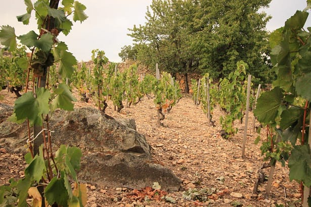 Herkunft Investment-Grade-Weine