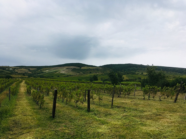 Wertentwicklung verschiedener Weinregionen