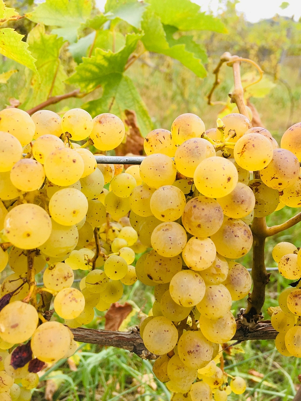 Wie der Wein entsteht